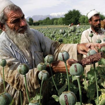 Μεγάλη παραγωγή οπίου στο Αφγανιστάν