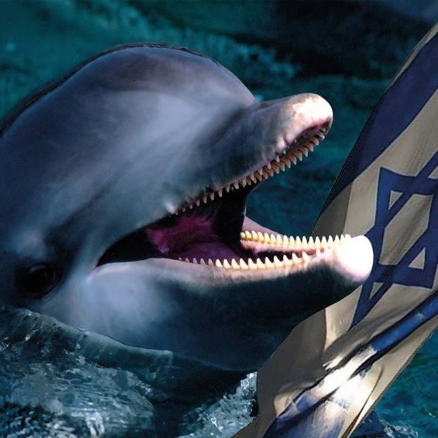 «Ισραηλινό» δελφίνι… κατασκόπευε Παλαιστίνιους στη Γάζα!