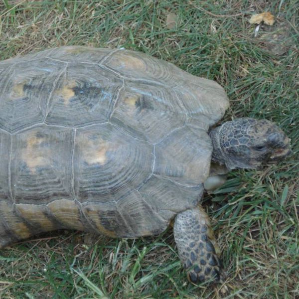 0585ab222a7d4ed1f6fcb0fa82d27a79 XL 080d69c7