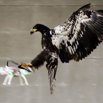 Οι Ολλανδοί εκπαιδεύουν αετούς κατά υπόπτων drones