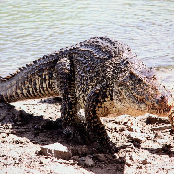 80d315f5dc26569c9004e0b0b654ba3d XL 1ab10bba