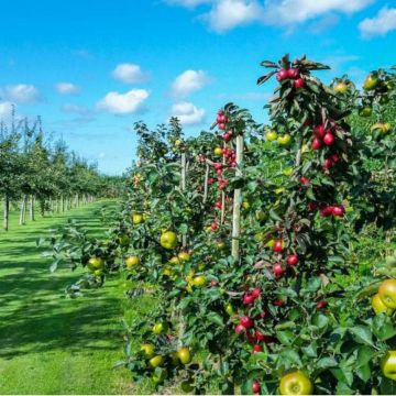 Κάμερες σε περιβόλια στα Χανιά!