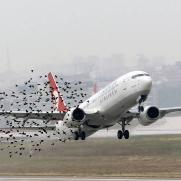 Stop στην εκτροφή περιστεριών πέριξ του Αεροδρομίου