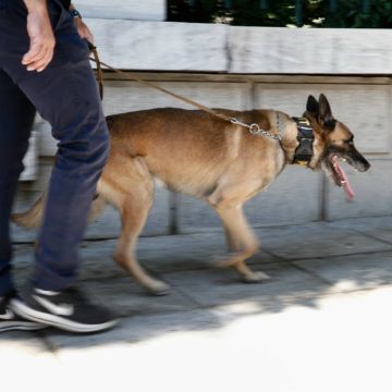 Ο αστυνομικός σκύλος έβγαλε… λαβράκι στην οικία 52χρονου