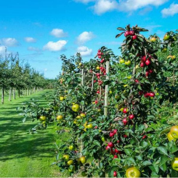 6379b4a283199a9ba103c9390fa15a77 XL 364f6261