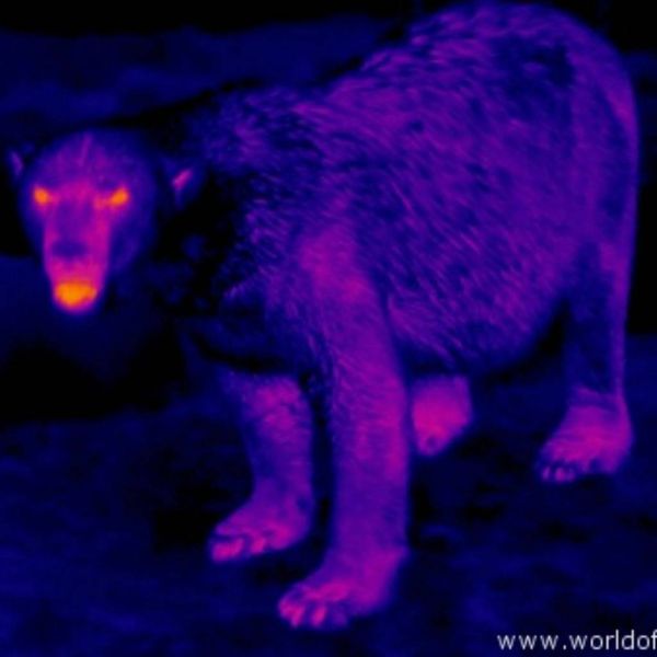 b1c7c07d4480eca3108762b5f96d88bc XL 50c3d1b7