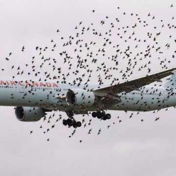 Γενοκτονία… πτηνών για την ασφάλεια του αεροδρομίου της Ν.Υόρκης