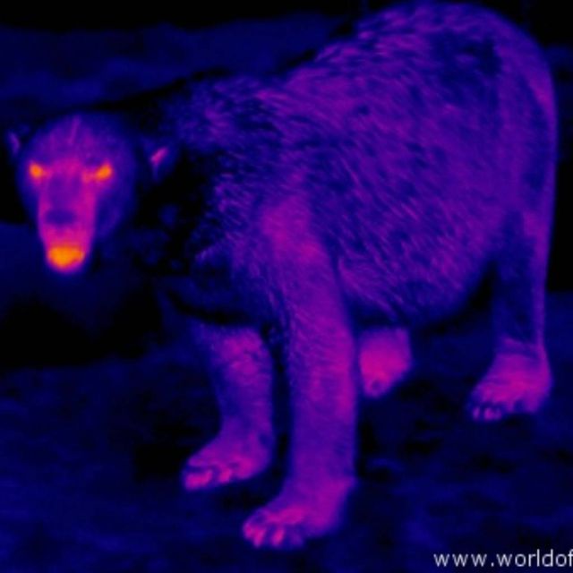 Θερμικές κάμερες στην υπηρεσία της άγριας πανίδας