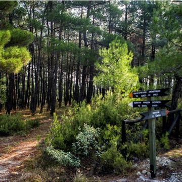 Αλεξανδρούπολη: Δημοπράτηση πρωτοποριακού έργου πυρανίχνευσης