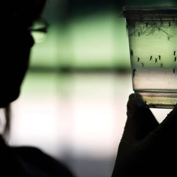 Σχέδιο ΠΟΥ για καταπολέμηση του ιού ζίκα