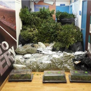 Δύο Κινέζες είχαν δημιουργήσει «δάσος» από 800 χασισόδεντρα