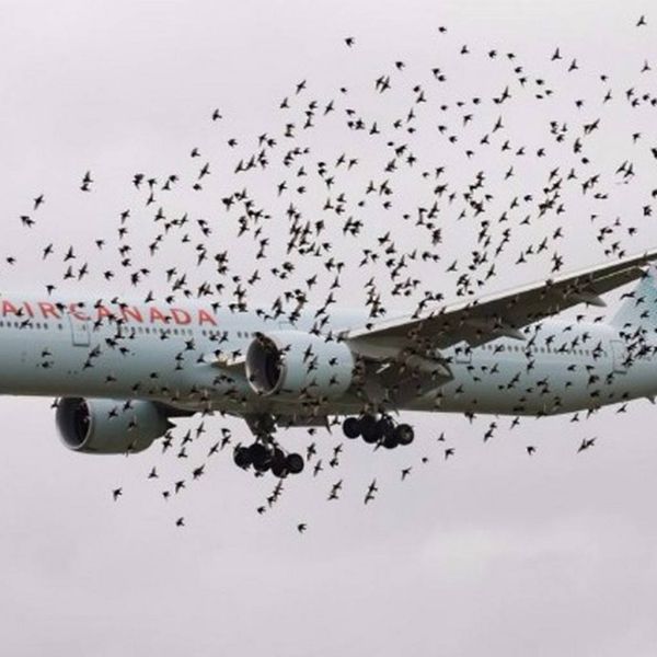 5c6d7b16c6e0a657816d0186d95c4a94 XL 91098009