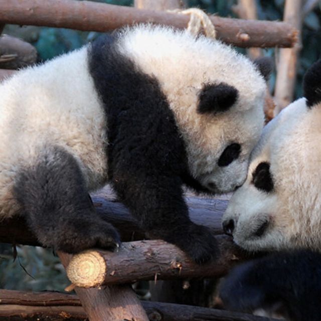 Το ζωολογικό πάρκο Beauval εξοπλίζεται με προϊόντα της Hikvision