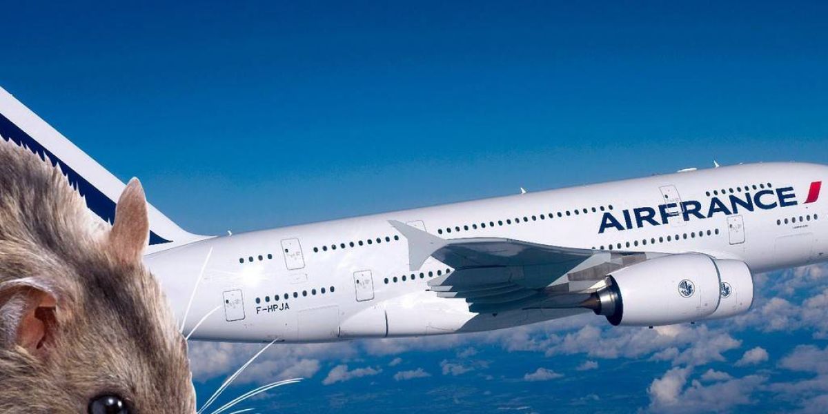 Ακυρώθηκε πτήση της Air France λόγω… ποντικού
