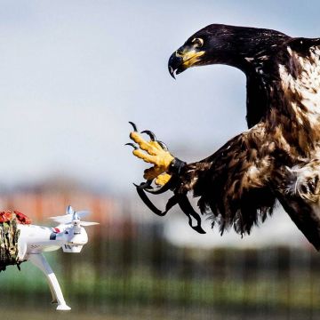Οι Γάλλοι εκπαιδεύουν αετούς κατά… drones