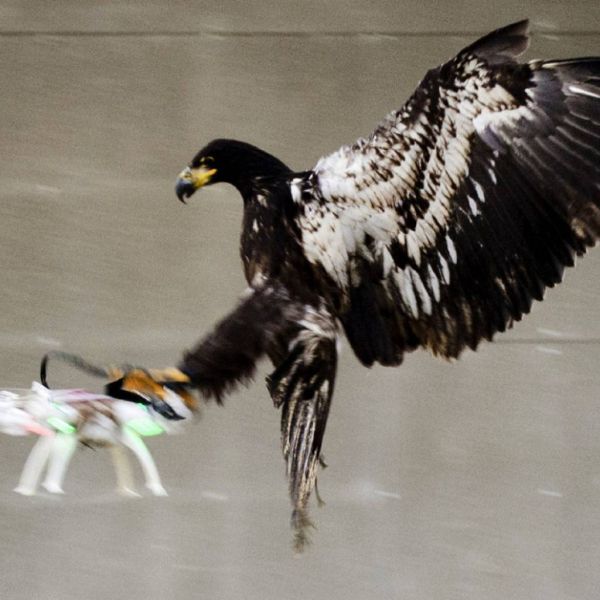 b42c2ed411780f9516ff77b8b3c9a925 XL ad703ad6