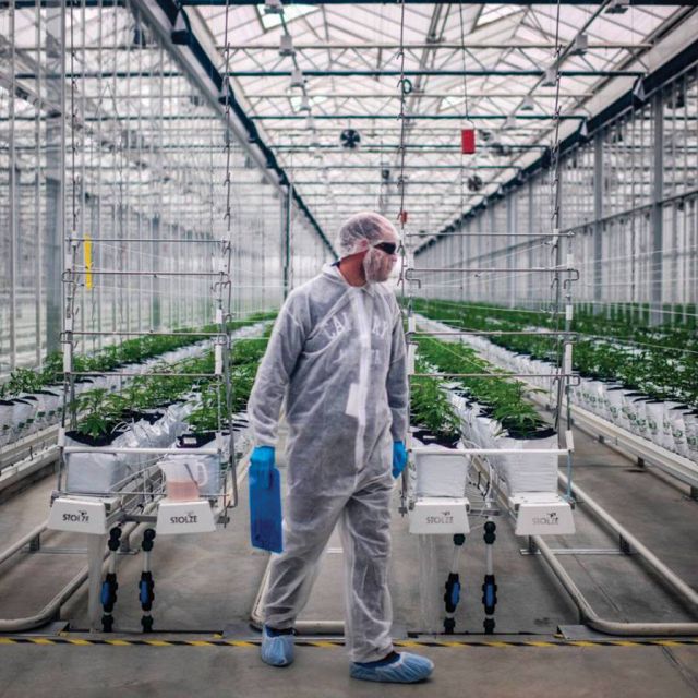 Ιατροφαρμακευτική κάνναβη