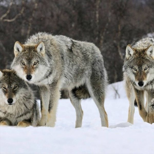 f11a6d44839717be472e282e358dc0ab XL d1c4dae0