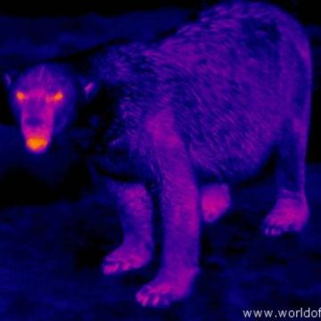 Θερμικές κάμερες στην υπηρεσία της άγριας πανίδας