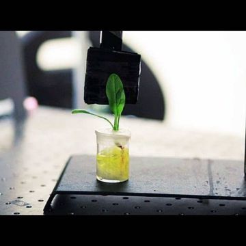 Ανιχνεύουν εκρηκτικά με… σπανάκι